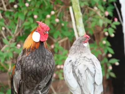 Ferienwohnung für 4 Personen (60 m²) in Fehmarn 4/10