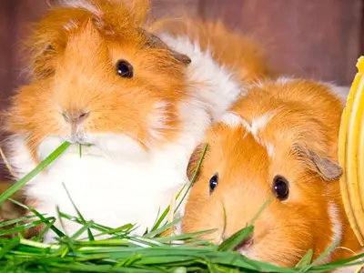 Ferienwohnung für 2 Personen (45 m²) in Fehmarn 6/10