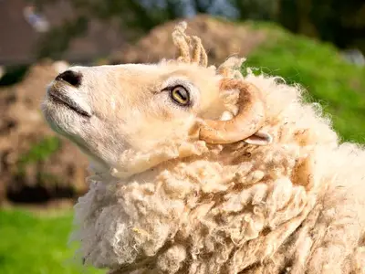 Ferienwohnung für 2 Personen (45 m²) in Fehmarn 8/10