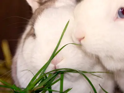 Ferienwohnung für 4 Personen (90 m²) in Fehmarn 8/10