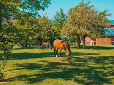 Ferienwohnung für 3 Personen (26 m²) in Fehmarn 9/10