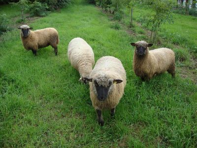 unsere Schafe