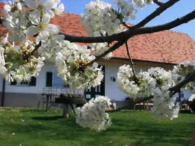 Ferienwohnung für 5 Personen (56 m²) in Feldbach 3/10