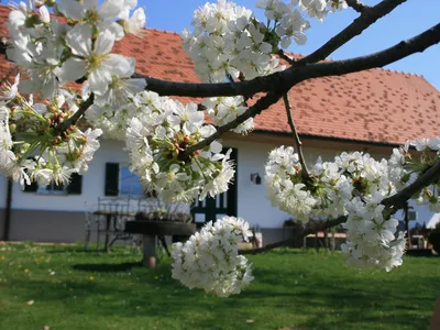 Landlust Frühling Kirschblüte