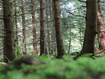 Ferienwohnung für 6 Personen (70 m²) in Feldberg (Hochschwarzwald) 8/10