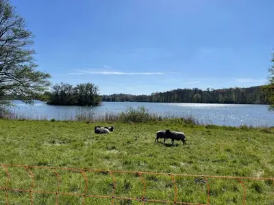 Ferienwohnung für 7 Personen (80 m²) in Feldberger Seenlandschaft 5/10