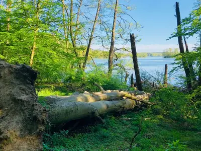 Ferienwohnung für 7 Personen (80 m²) in Feldberger Seenlandschaft 8/10