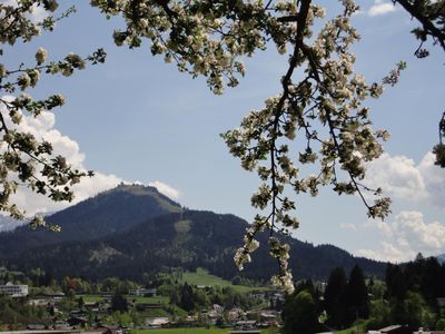 Apfelblüte im Obstgarten