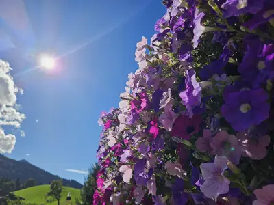 Blumen im Sommer