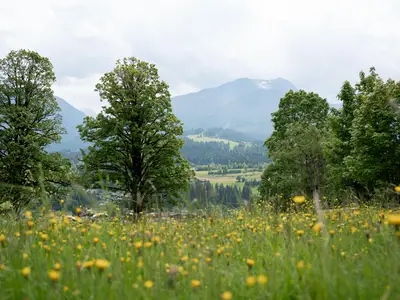 Sommerwiese_Hausbacher