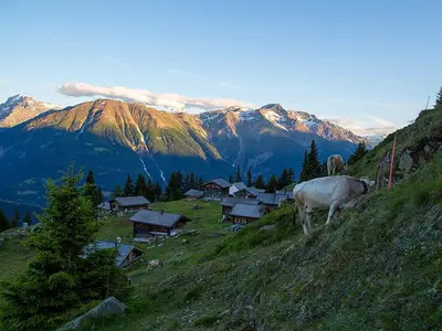 Kühe auf der Alpe