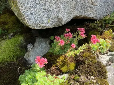Flora