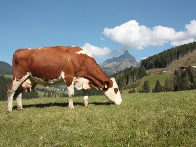 Kühe auf der Weide genießen bestes Futter