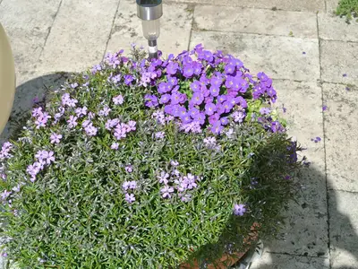 Blumen