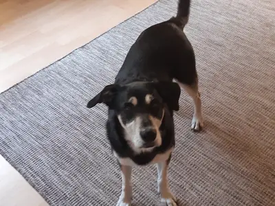 Ferienwohnung für 6 Personen (90 m²) in Finsterwalde 4/10