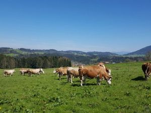 Unsere Kühe auf der Sommerweide