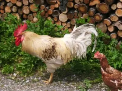 Ferienwohnung für 4 Personen (70 m²) in Fischbachau 2/10