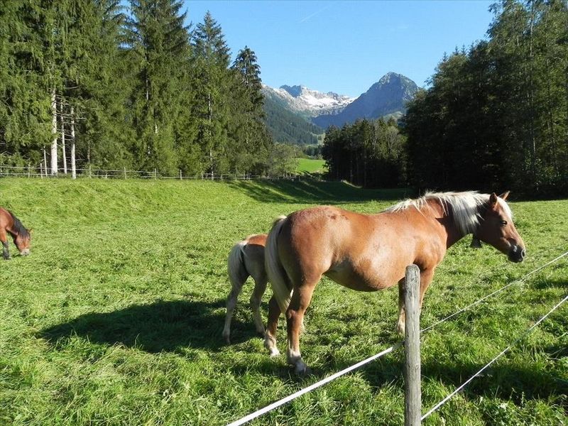 22250035-Ferienwohnung-4-Fischen im Allgäu-800x600-1