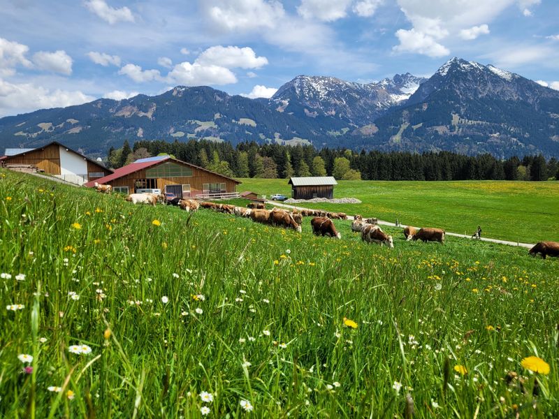 23977003-Ferienwohnung-2-Fischen im Allgäu-800x600-1