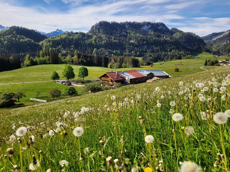 23977004-Ferienwohnung-2-Fischen im Allgäu-800x600-0