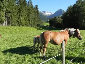 Ferienwohnung für 4 Personen (56 m²) in Fischen im Allgäu