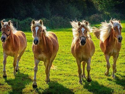 Haflinger Herde