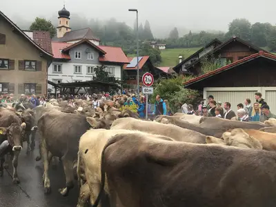 Viehscheid