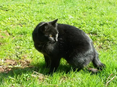 Katze Nelly