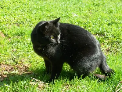 Ferienwohnung für 6 Personen (70 m²) in Fischen im Allgäu 7/10