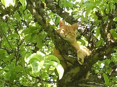 Ferienwohnung für 6 Personen (70 m²) in Fischen im Allgäu 8/10