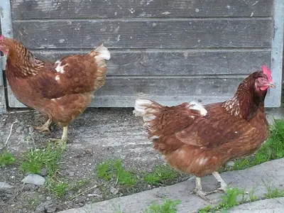 Ferienwohnung für 6 Personen (70 m²) in Fischen im Allgäu 9/10