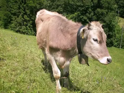 Ferienwohnung für 6 Personen (70 m²) in Fischen im Allgäu 10/10