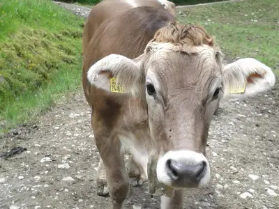 Das typische Braunvieh grast auf saftigen wiesen