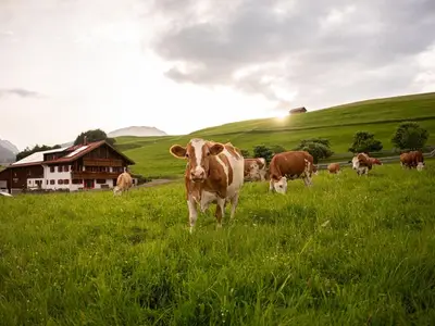 Ferienwohnung für 2 Personen (25 m²) in Fischen im Allgäu 4/10