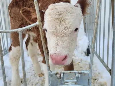 Ferienwohnung für 2 Personen (25 m²) in Fischen im Allgäu 5/10