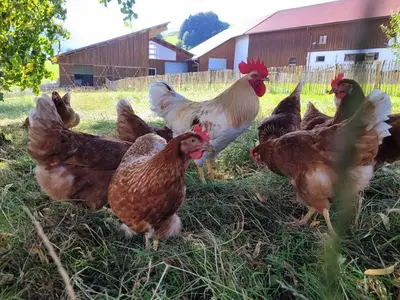 Ferienwohnung für 2 Personen (25 m²) in Fischen im Allgäu 9/10