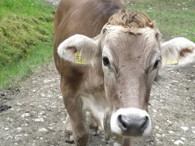 Ferienwohnung für 2 Personen (44 m²) in Fischen im Allgäu 3/10