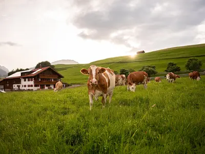 Unsere Kühe vor dem Hof auf der Weide