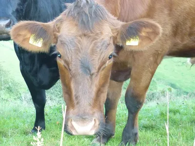 unsere Rinder auf der Weide