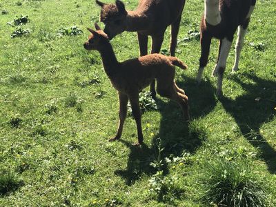 Babyalpaka Idefix mit Mama Flora und Tante Hope