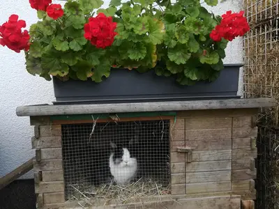 Hase