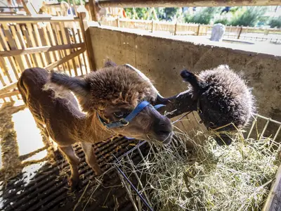 Alpaka Bruno und Bär