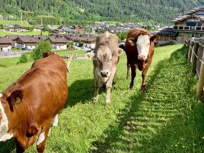 Kühe