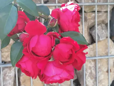 Rosen