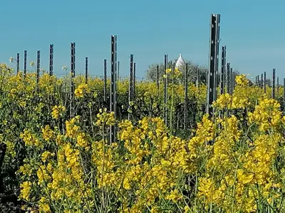 Frühling
