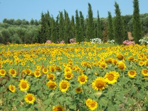 24029494-Ferienwohnung-6-Follonica-300x225-1