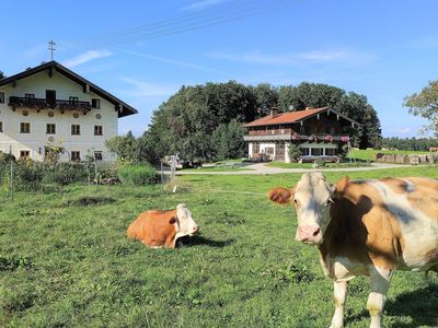 Kühe auf der Weide