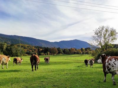 Kühe zum Melken treiben