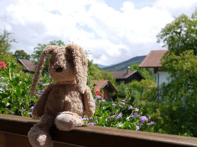 Hase mit Ausblick