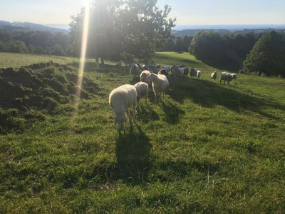 Schafe auf dem Stadlerhof